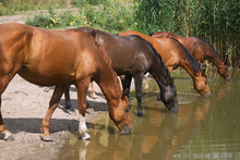 Protecting horses from leptospirosis