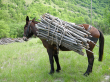 A donkey with a heavy workload