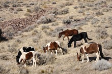 Herd of wild mustangs near Reno, Nevada