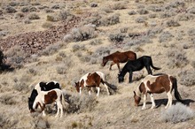 Free roaming Nevada mustangs