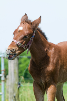 A young colt typical of those in Road to the Horse