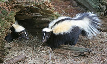 Skunks, carriers of rabies virus fatal to humans and horses