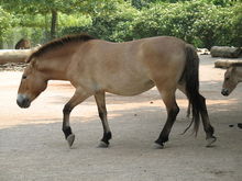 A Przewalskiâs horse