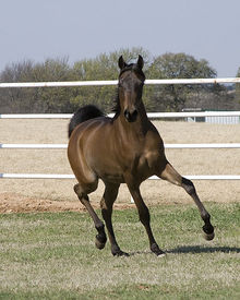 An engaged, active Arabian colt