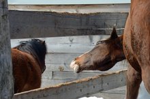 Safe horsemanship thru understanding behaviour