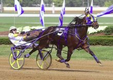 Horse pacing under harness