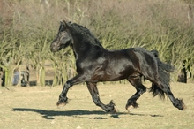 A turned-out horse
