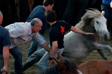 Shearing and grooming wild Spanish horses