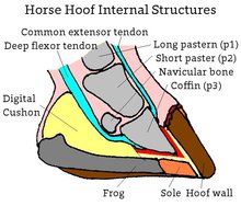Internal horse hoof structure