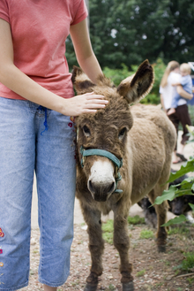 Typical miniature donkey with friend