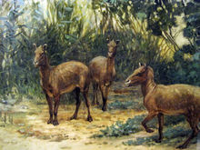Eohippus - Horse ancestor
