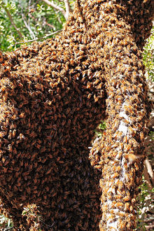 Swarm of bees covering a fallen log