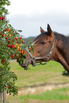 Protecting horse health with better nutrition