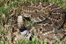 A well-camouflaged rattle snake