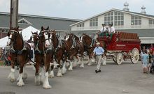 Clydesdale horses ready to join parade