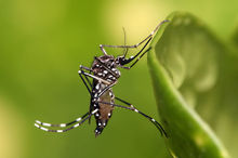 Mosquito - Carrier of Eastern Equine Encephalitis virus