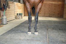 Frontal View of the Horse's Legs