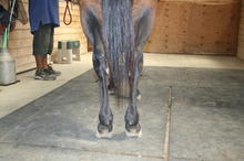 Rear View of the Horse's Legs