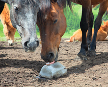 Most forages do not supply adequate salt for the horse.