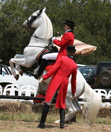 Lipizzaner performing a levade during an open air performance