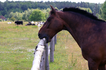 Horse cribbing on a fence.