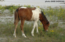 Paint horse in natural habitat