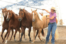 The art of training your horse