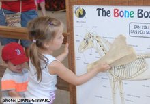 Interactive learning about horses for kids and adults