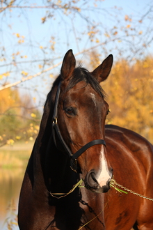 Supporting equine health