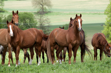 Ban protecting horses from slaughter