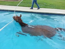 Swimming rehab therapy for horses