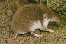 A bicolored shrew - Linked to fatal neurologic disorder in horses