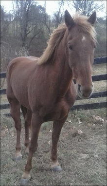 Ben - Civil War re-enactment horse