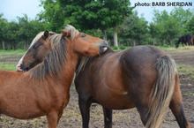 Horses engaged in mutual grooming