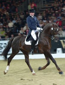 Breeding dressage horses for personality and suppleness