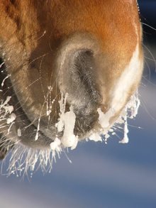 Carefully considering your horse's cold-weather needs