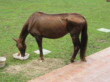 Special easy-to-chew feed for toothless horse