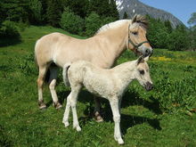 Dun Colored Fjord horses in Norway