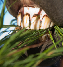 Equine teeth provide a lifetime of service