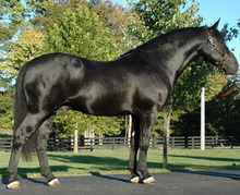 Making strong stallion lines available for breeding purposes