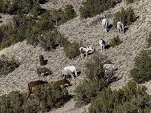 Wild horses in the hills of Placitas, New Mexico