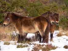 A herd of Exmoor ponies