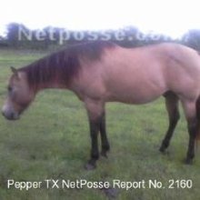 Pepper - Stolen Texas horse