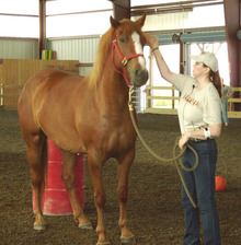 Lisa Wysocki at horse clinic