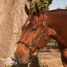 Showing the functuality of Hybrid horse halter