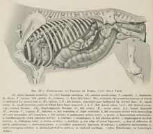 Equine internal anatomy