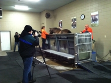 Taping the use of lasers on a horse at The Sanctuary