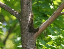 Tent caterpillar cluster in tree - A threat to mares