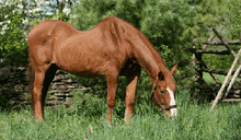 A senior horse