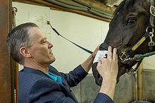 Applying FLAIR Nasal Strips on a horse